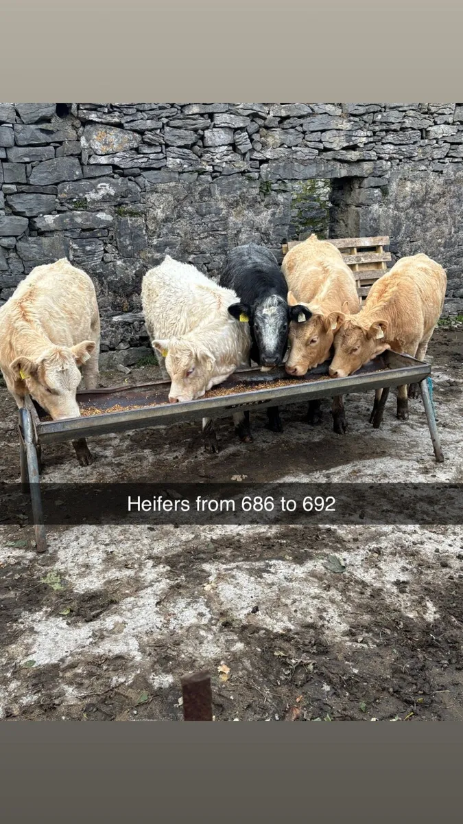 7 heifer weanlings maam cross - Image 1