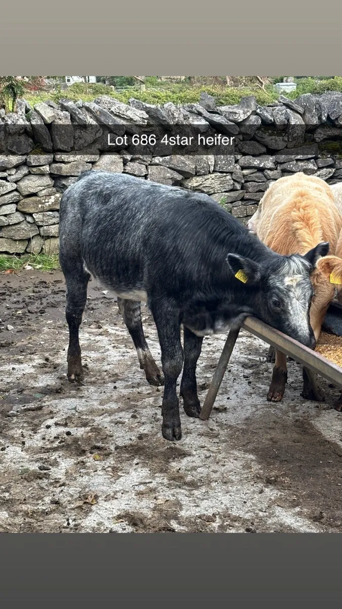 7 heifer weanlings maam cross - Image 2