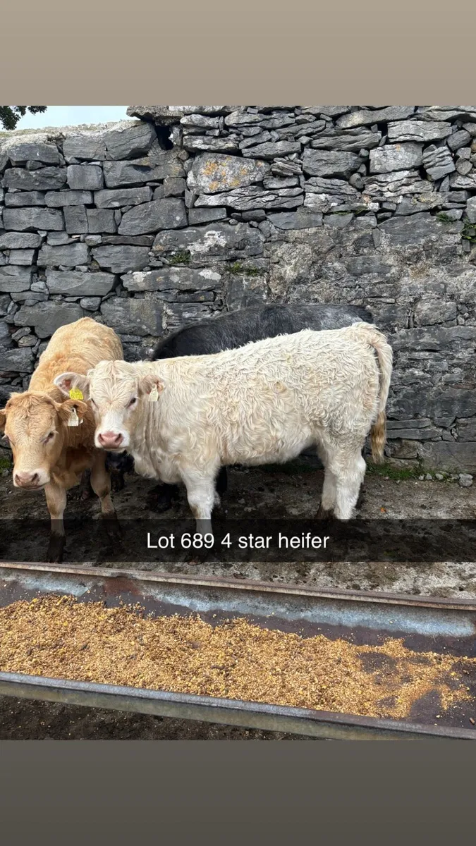 7 heifer weanlings maam cross - Image 3