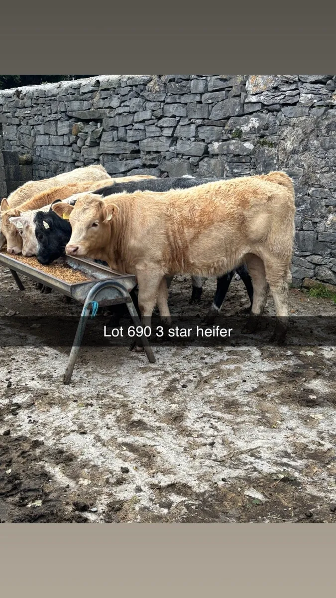 7 heifer weanlings maam cross - Image 4