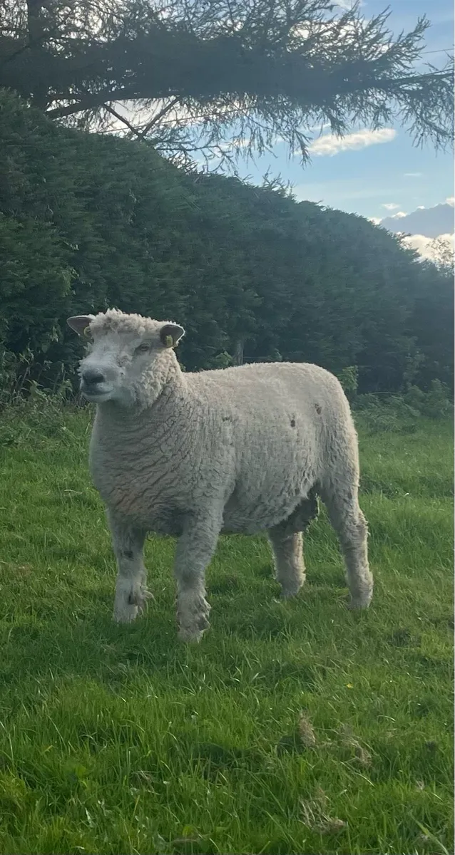 SIS Hogget Rams - Image 1