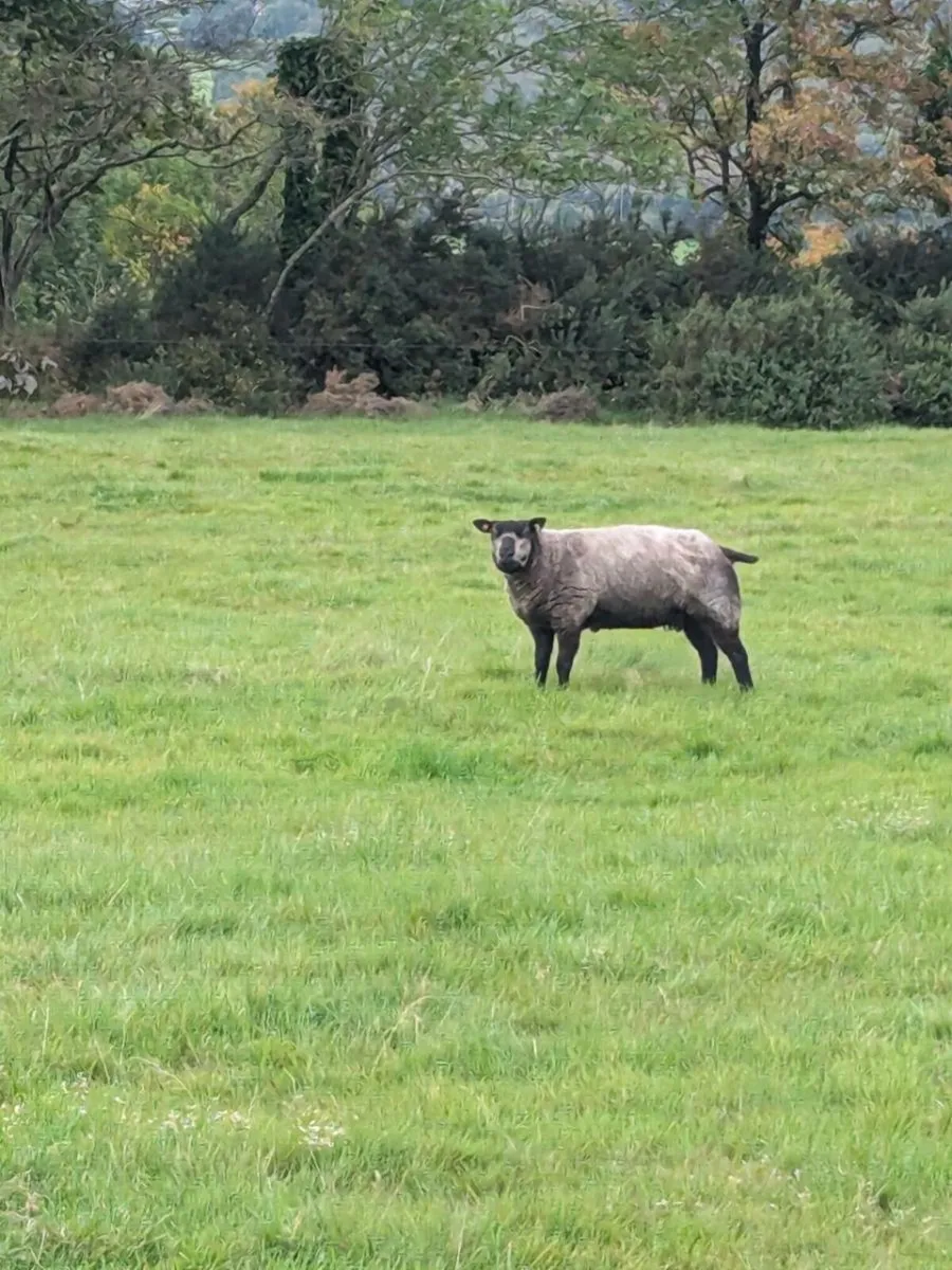Pedigree Blue Texel & Herdwick Hogget Ewes - Image 4