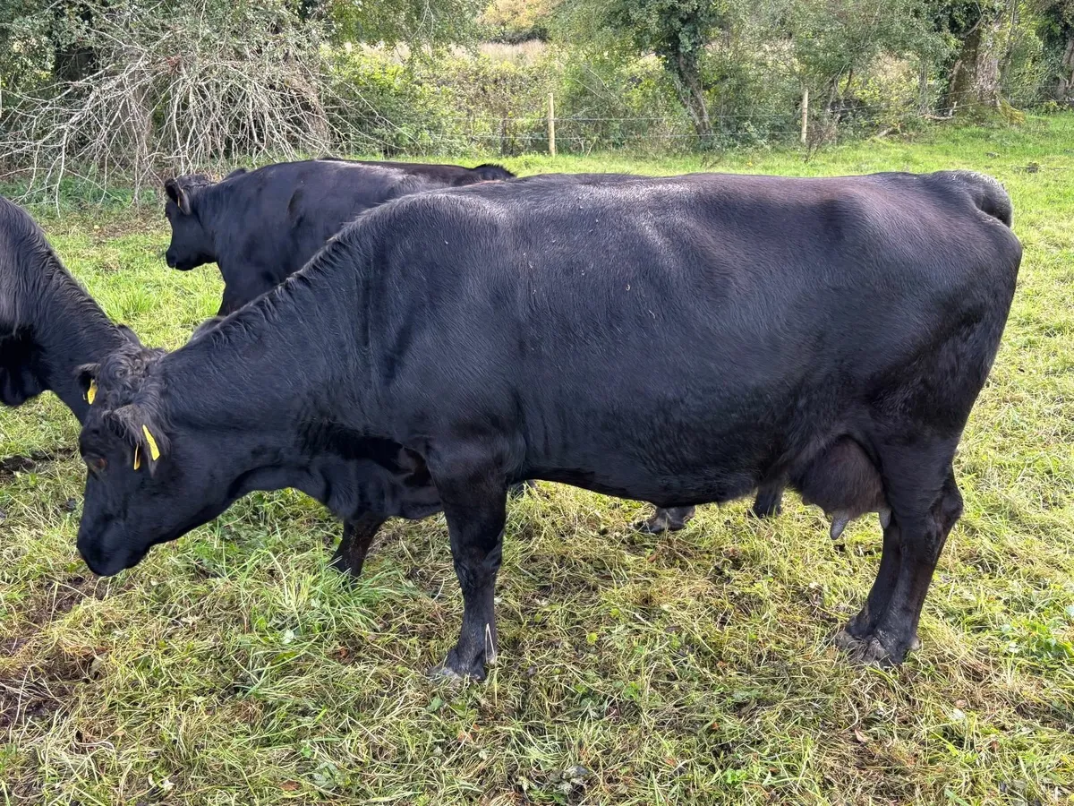 Dexter cattle - Image 1