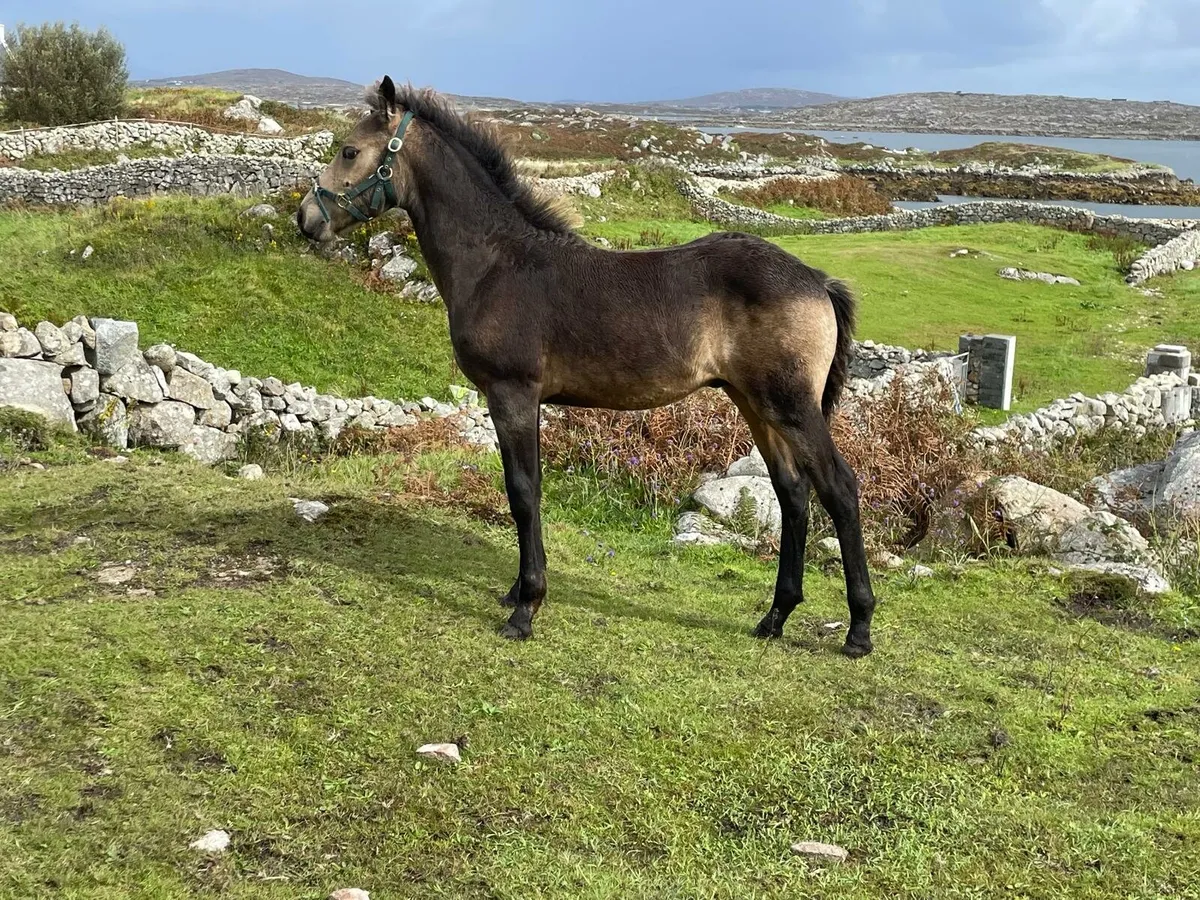 Connemara Colt Foal & Yearling - Image 4