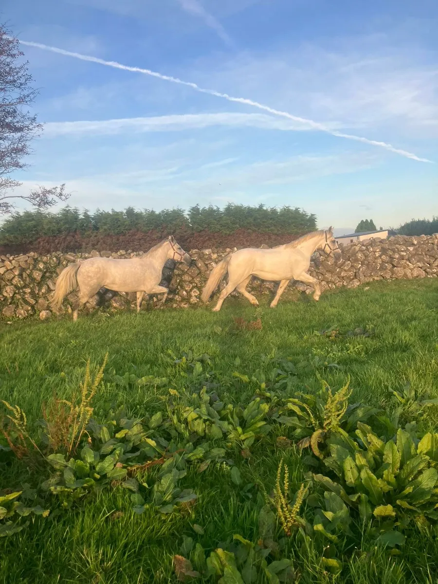 Connemara Ponies - Image 1