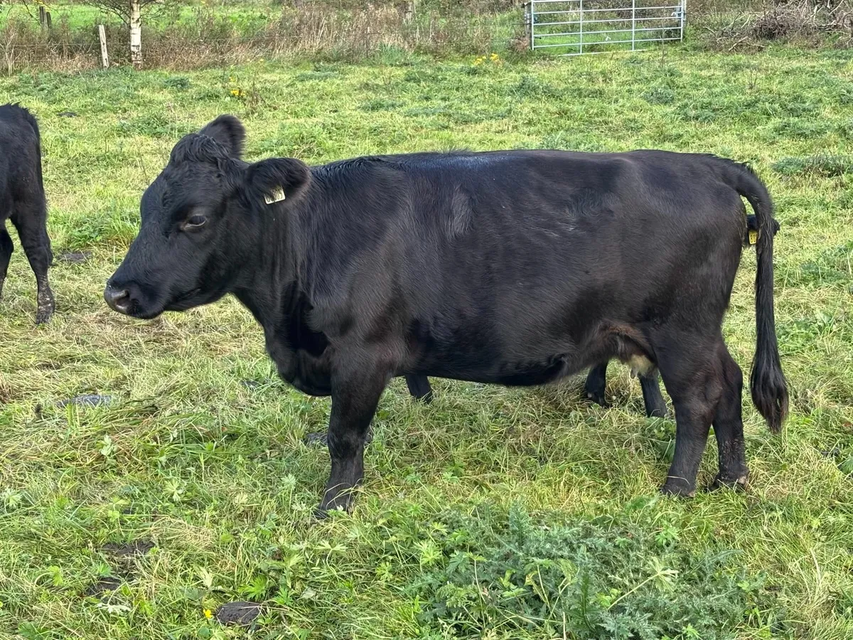 Dexter cattle - Image 3