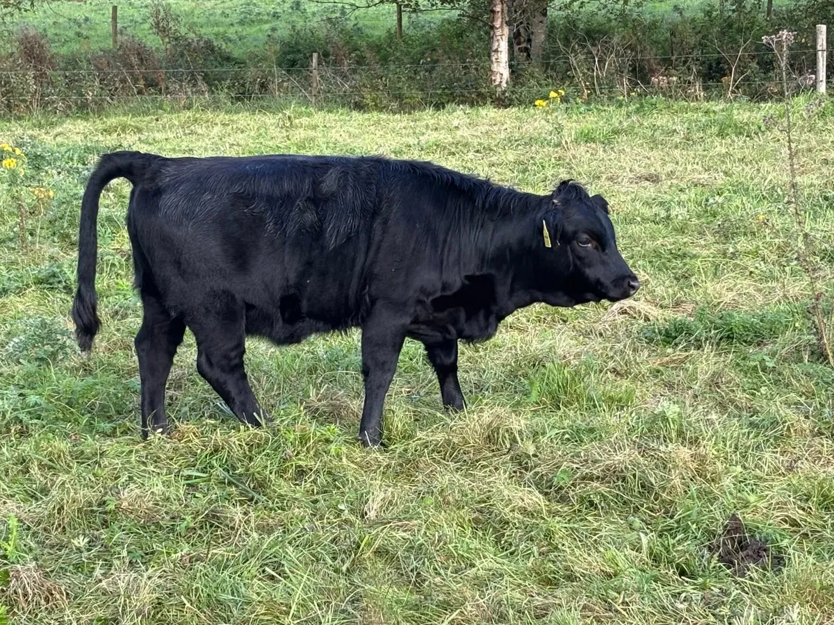 Dexter cattle - Image 4