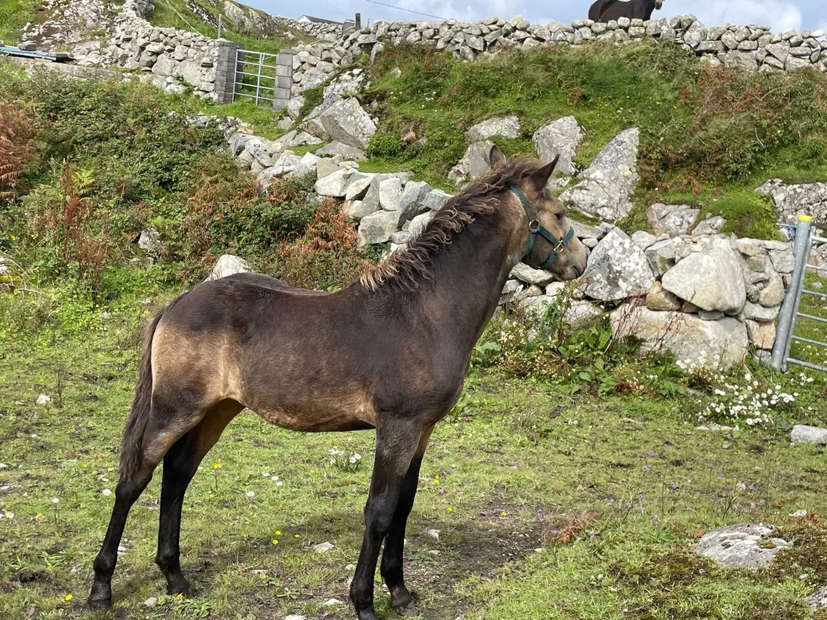 Connemara Colt Foal & Yearling - Image 1