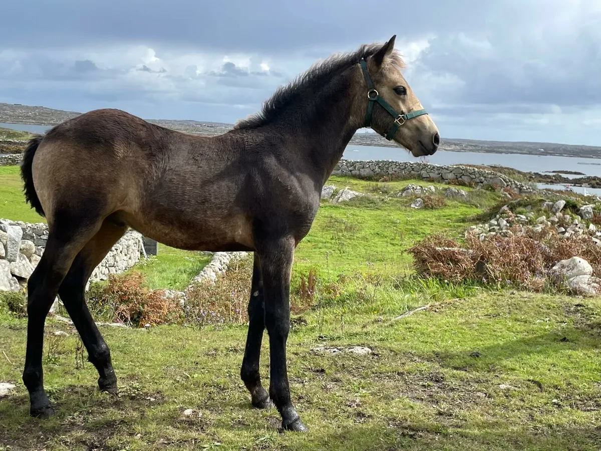 Connemara Colt Foal & Yearling - Image 2