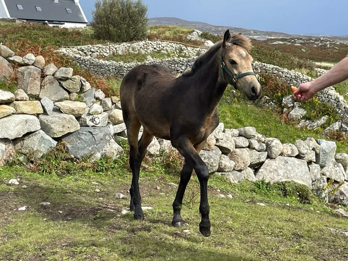 Connemara Colt Foal & Yearling - Image 3