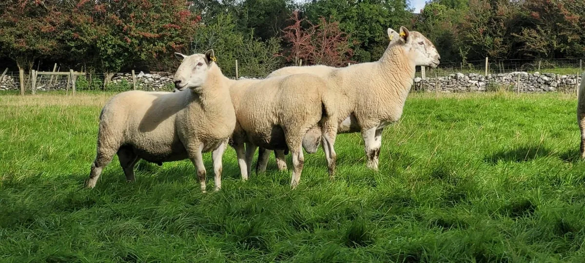 Hogget Rams - Image 2