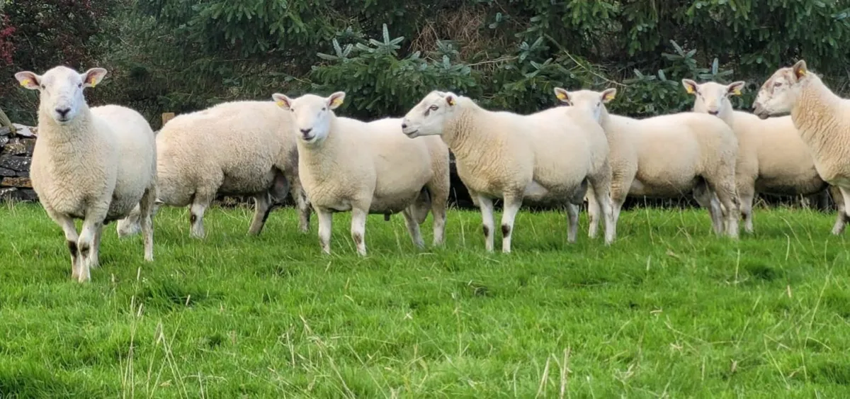 Hogget Rams - Image 3