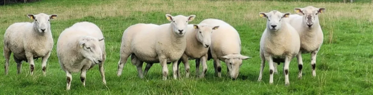Hogget Rams - Image 1