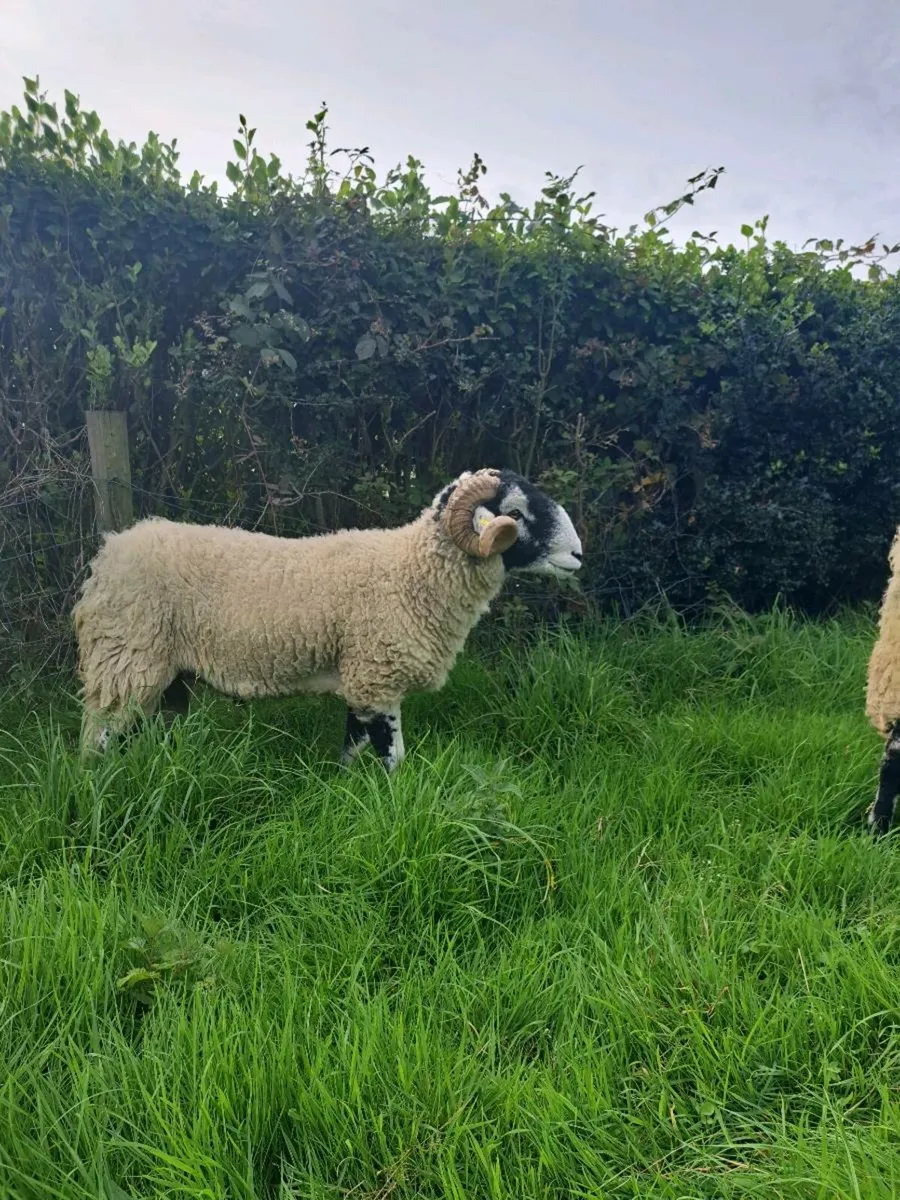 Swaledale hogget rams - Image 4