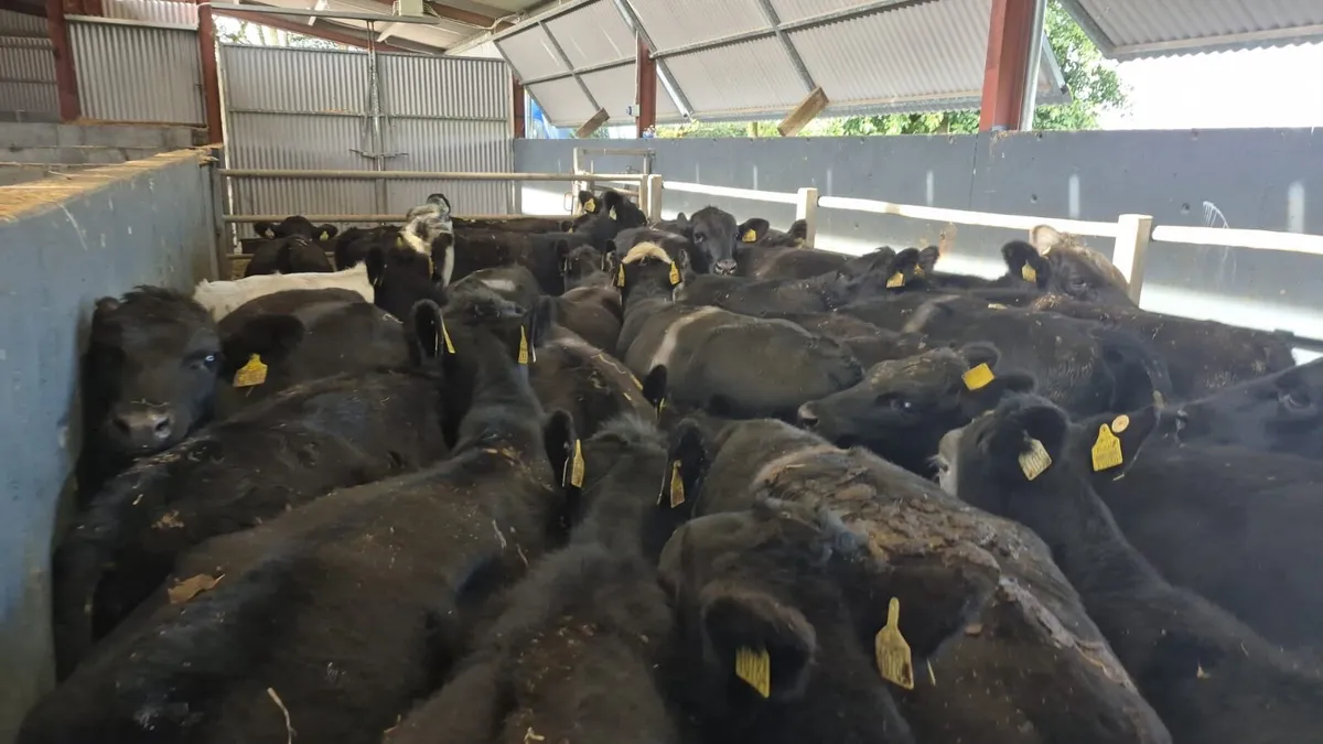 35 Heifer Weanlings - Image 2