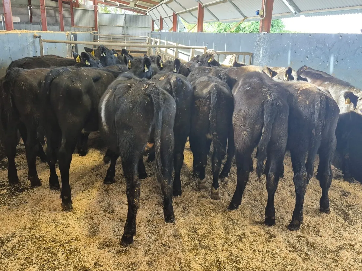 35 Heifer Weanlings - Image 3
