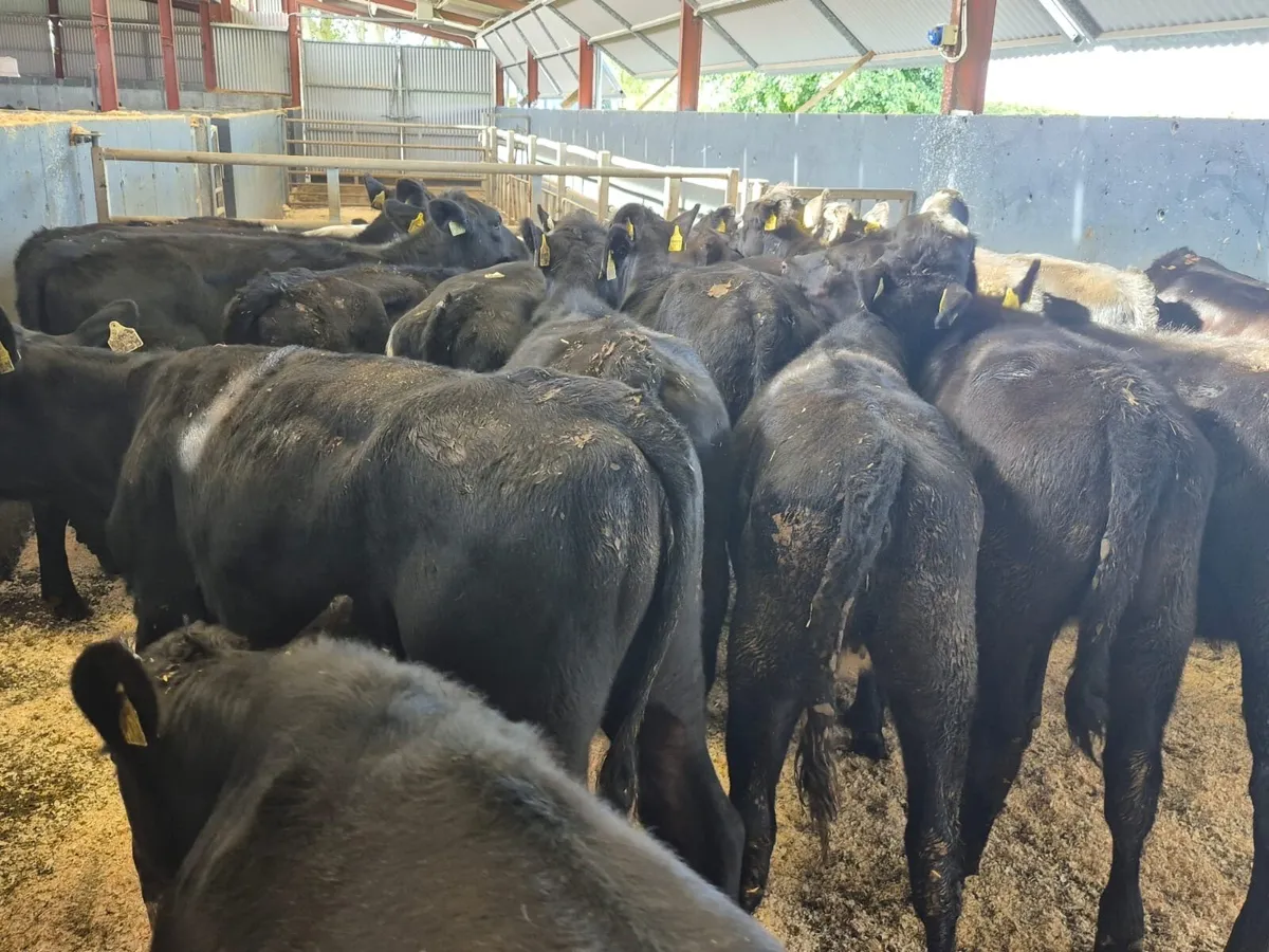 35 Heifer Weanlings - Image 4