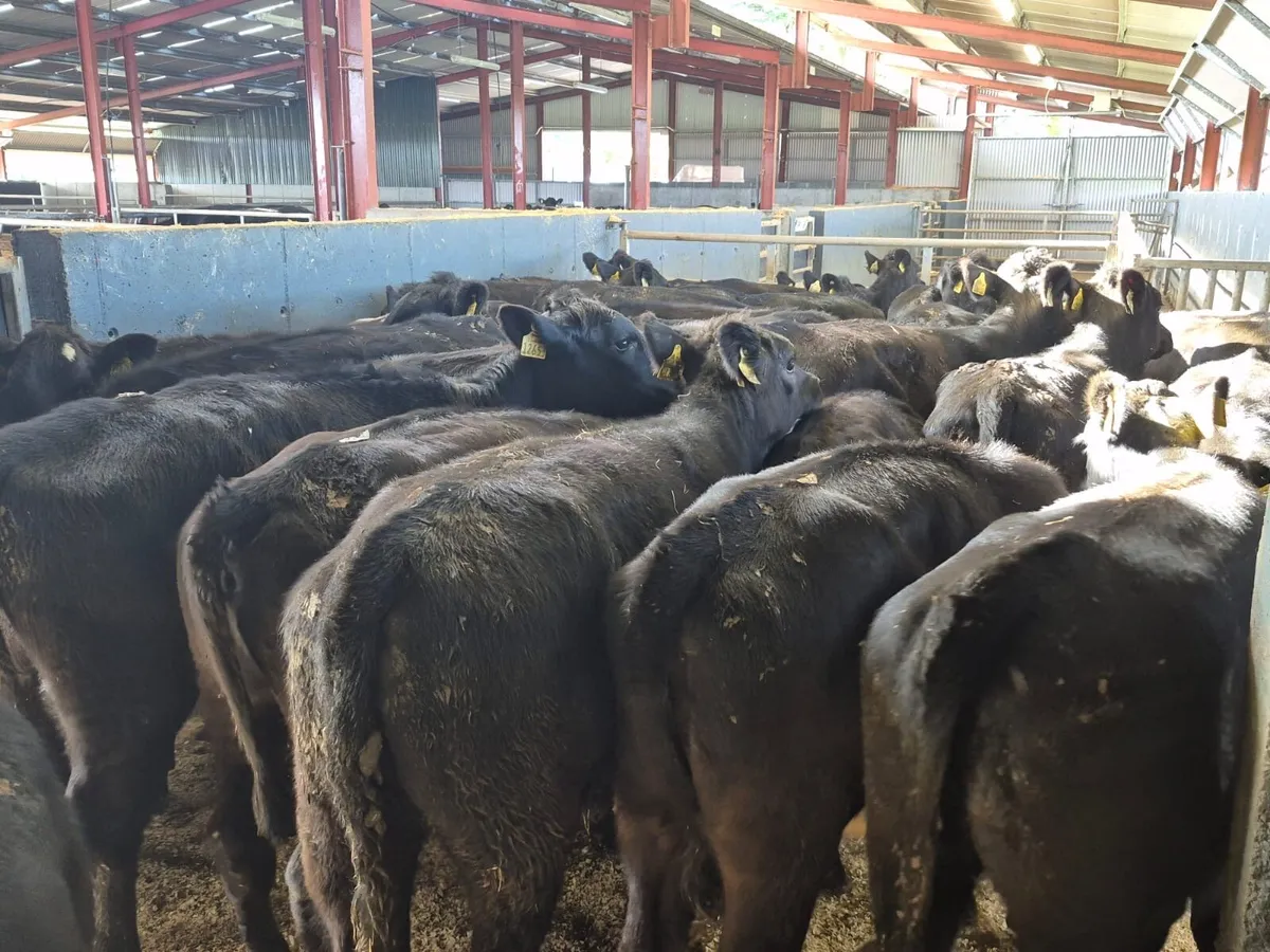 35 Heifer Weanlings - Image 1