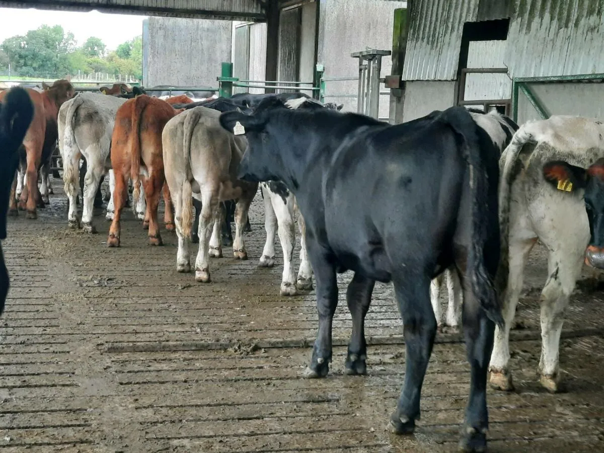 23 continental 520 kilo store bullocks for sale - Image 2