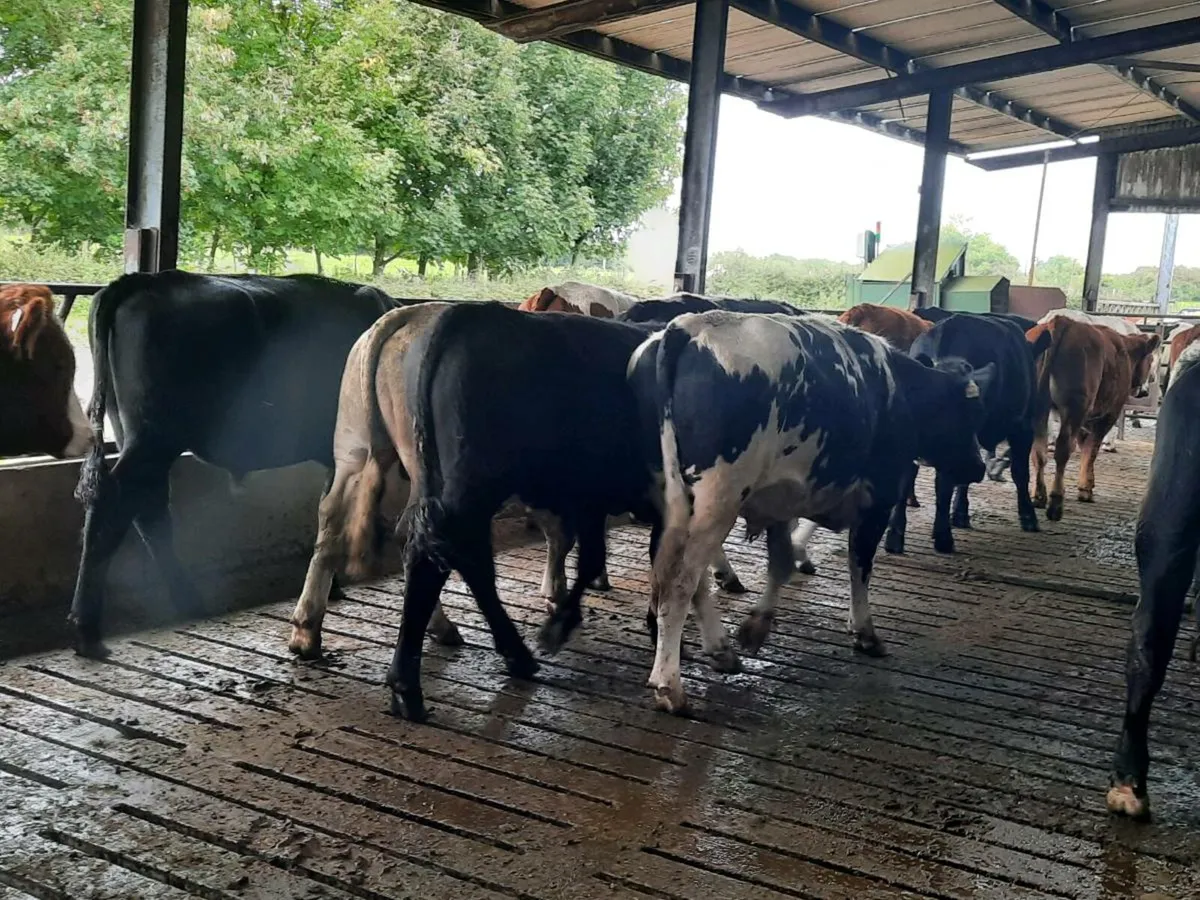 23 continental 520 kilo store bullocks for sale - Image 3