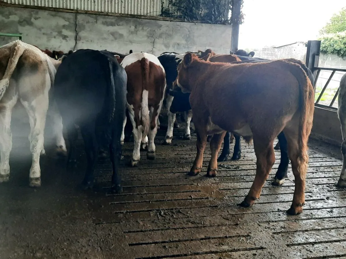 23 continental 520 kilo store bullocks for sale - Image 4