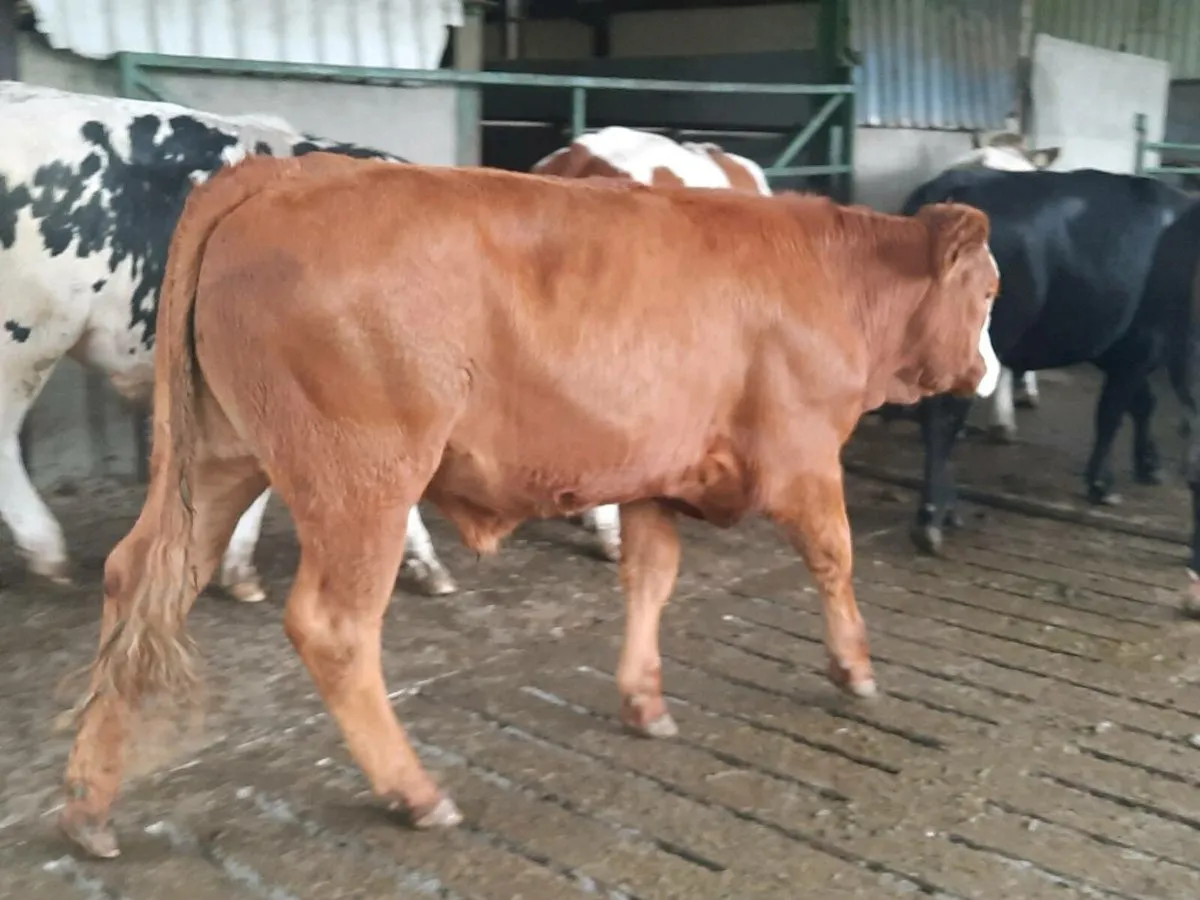 23 continental 520 kilo store bullocks for sale - Image 1