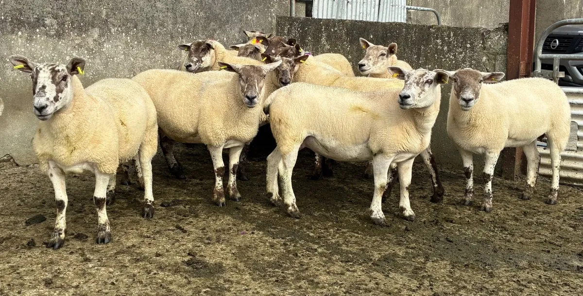 Sucked Hoggets for sale in Milford Mart - Image 1