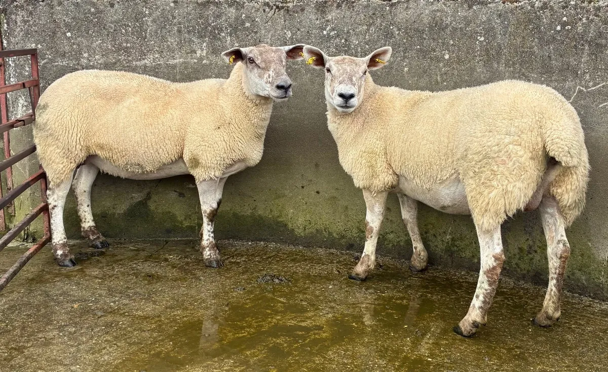 Sucked Hoggets for sale in Milford Mart - Image 3