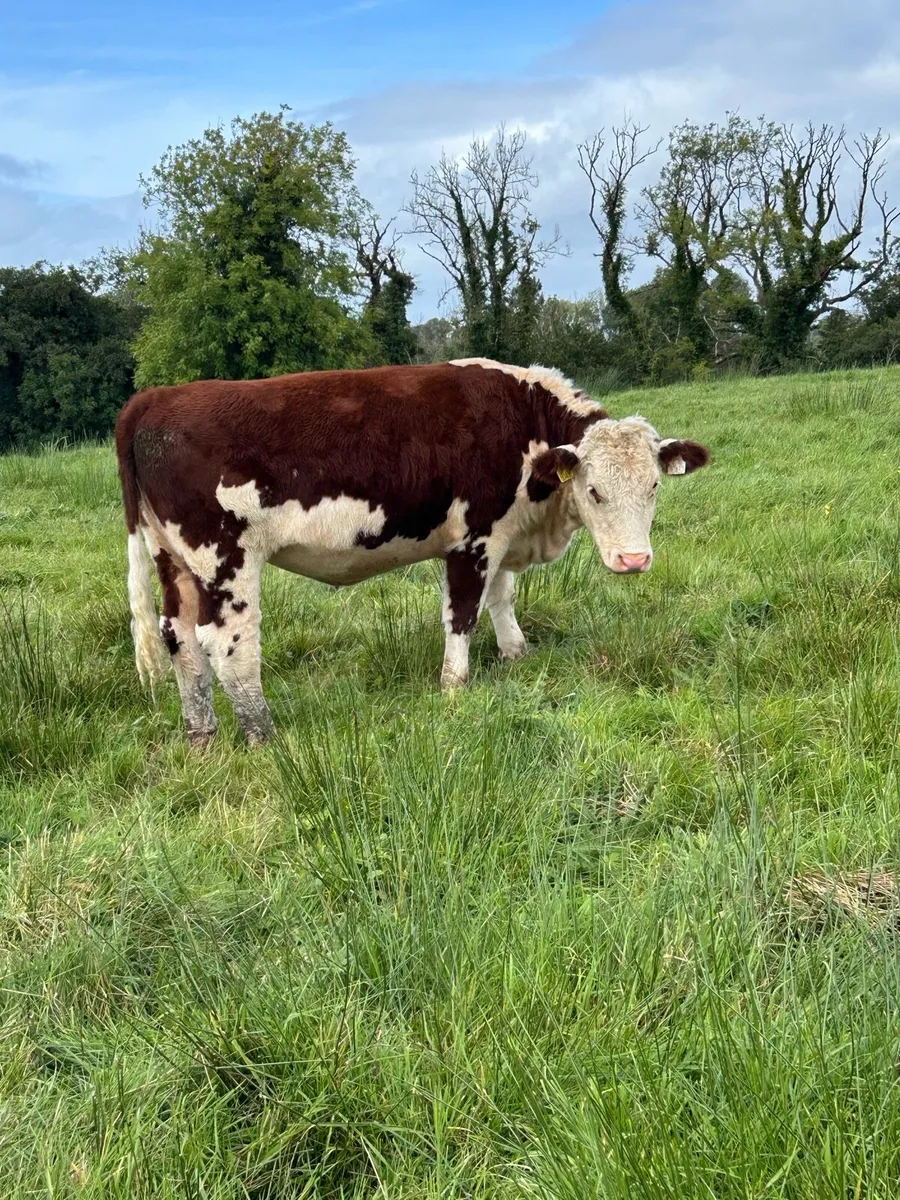 Pedigree 5 Star ⭐ Hereford Heifer - Image 1