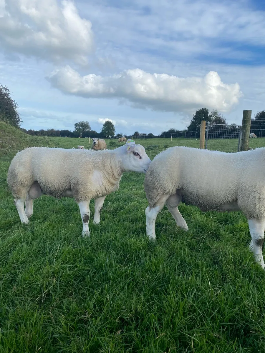 2 Purebred Texel Ram Lambs - Image 1