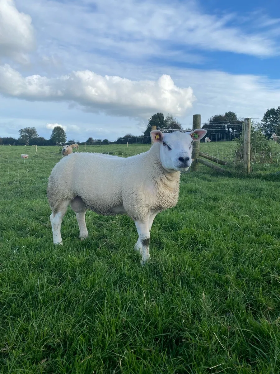 2 Purebred Texel Ram Lambs - Image 2
