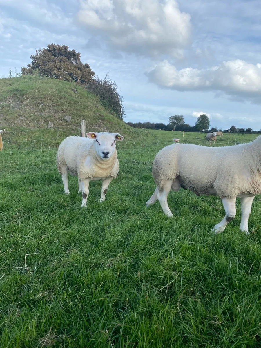 2 Purebred Texel Ram Lambs - Image 3