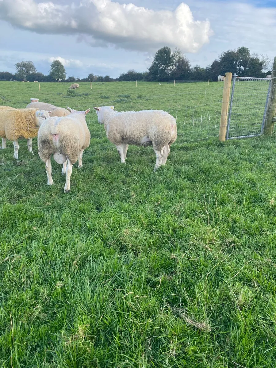 2 Purebred Texel Ram Lambs - Image 4