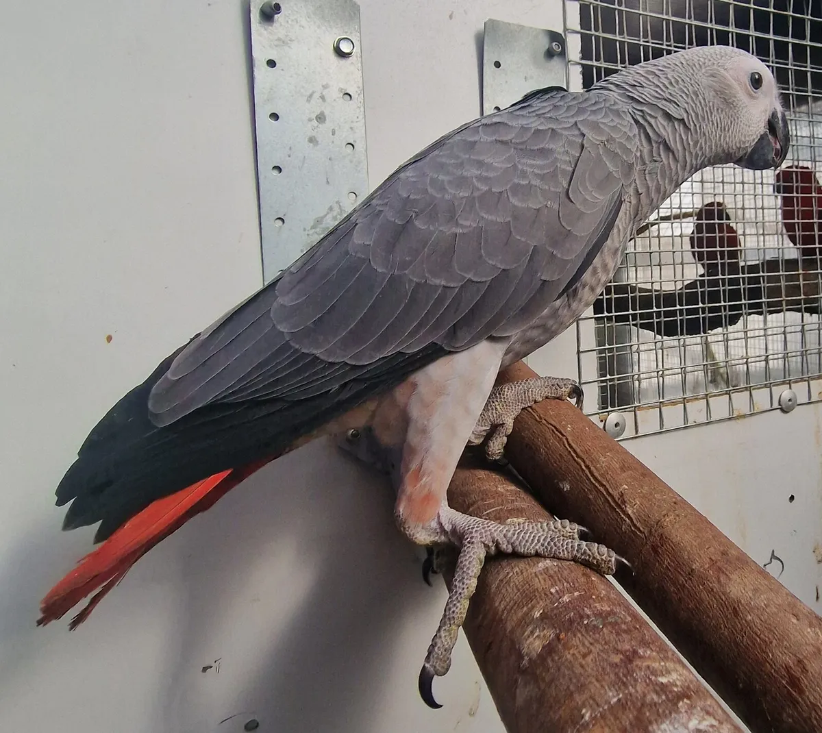 African grey and sun conure - Image 1