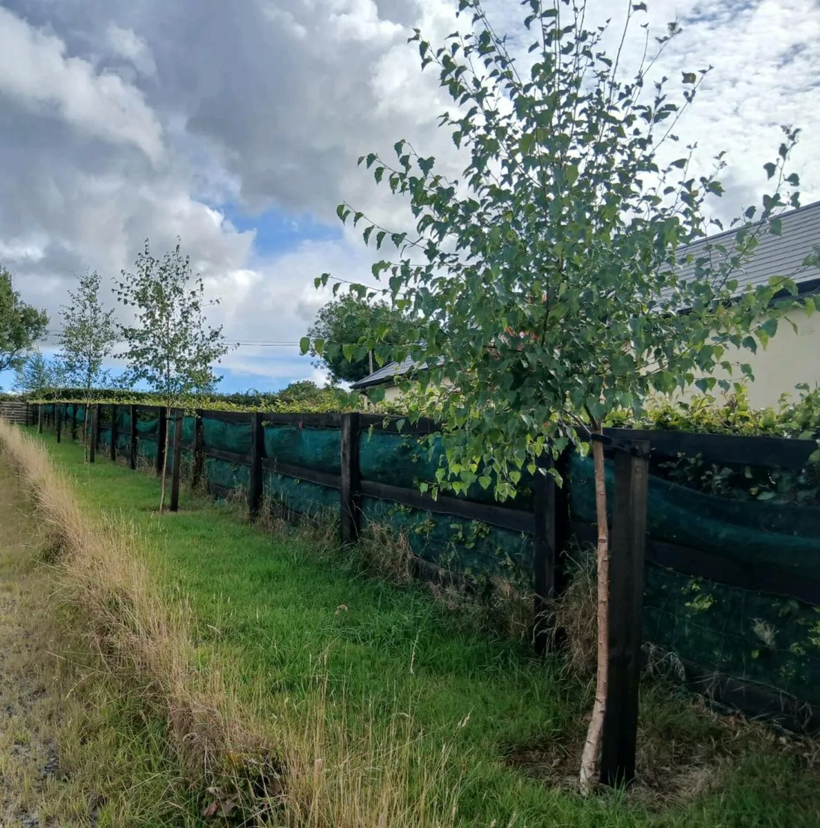Silver Birch trees 2109 - Image 1