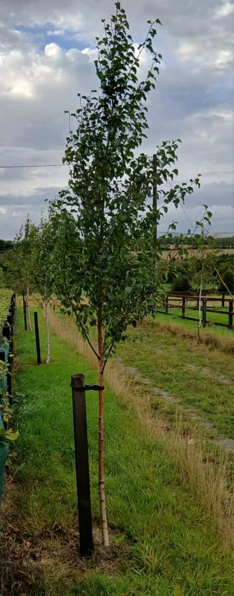 Silver Birch trees 2109 - Image 2