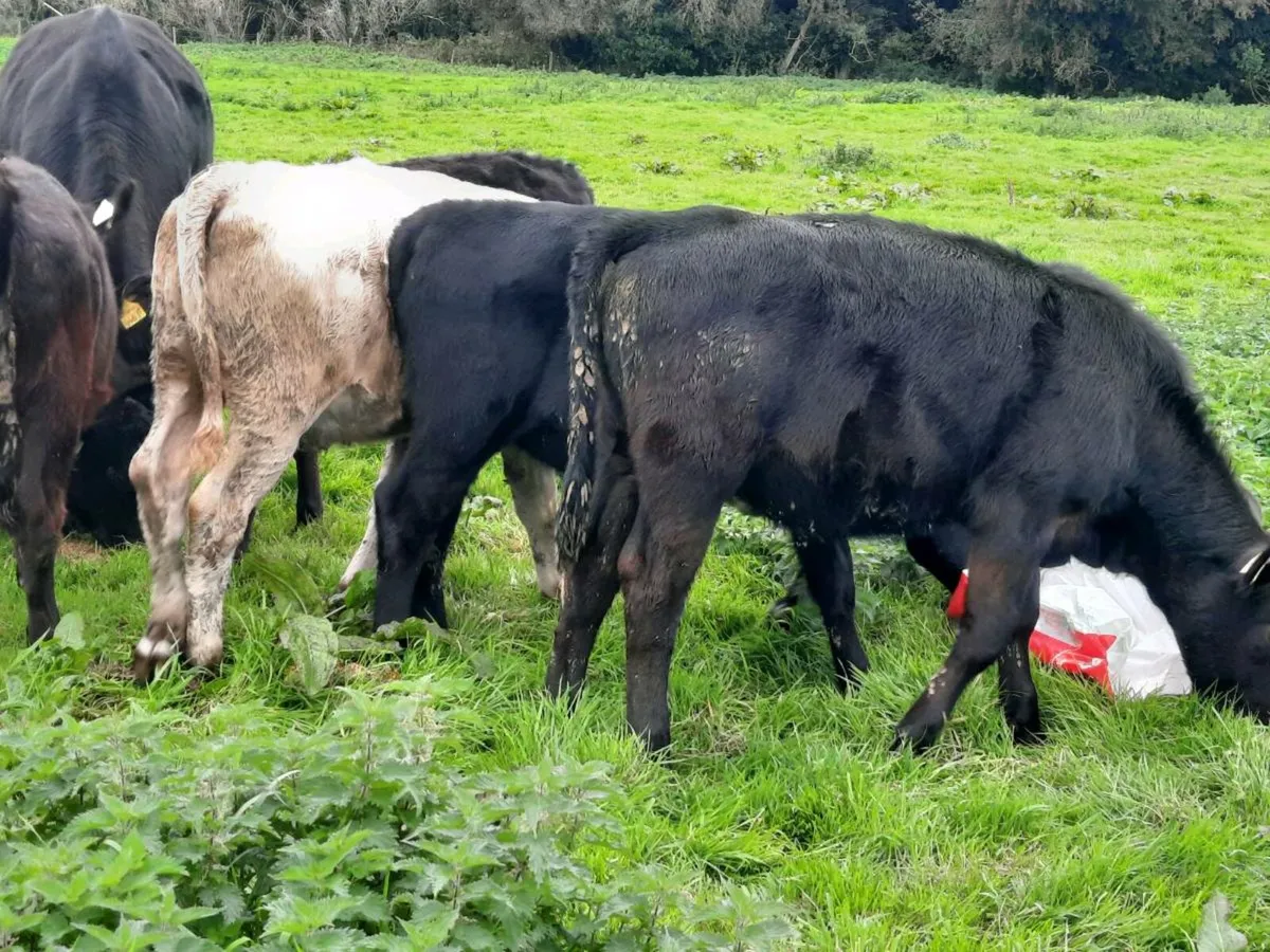 20 smashing Angus weanlings for sale - Image 2