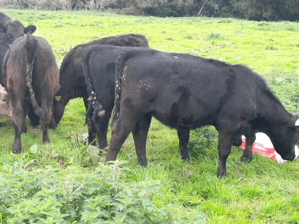 20 smashing Angus weanlings for sale - Image 3