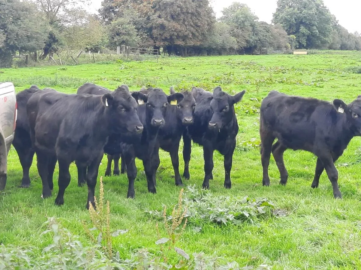 20 smashing Angus weanlings for sale - Image 1