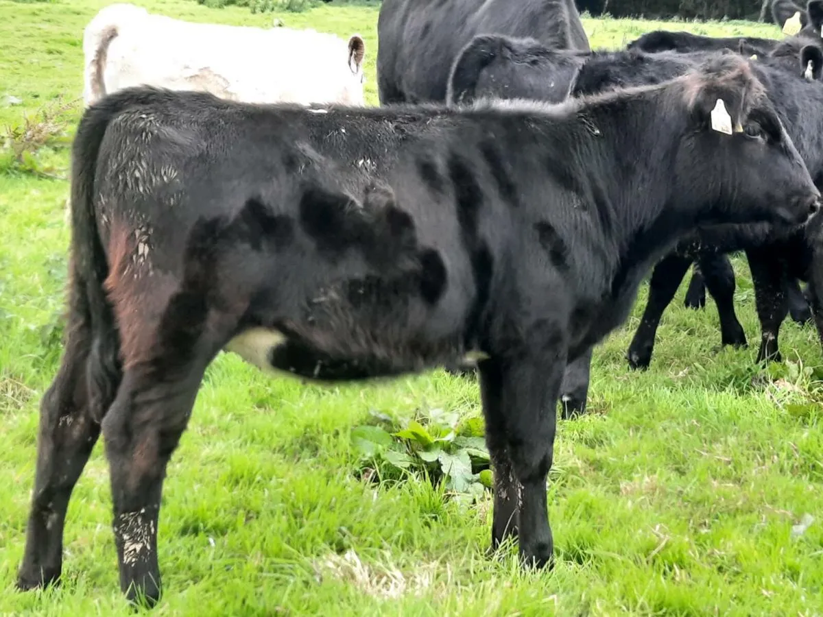 20 smashing Angus weanlings for sale - Image 4