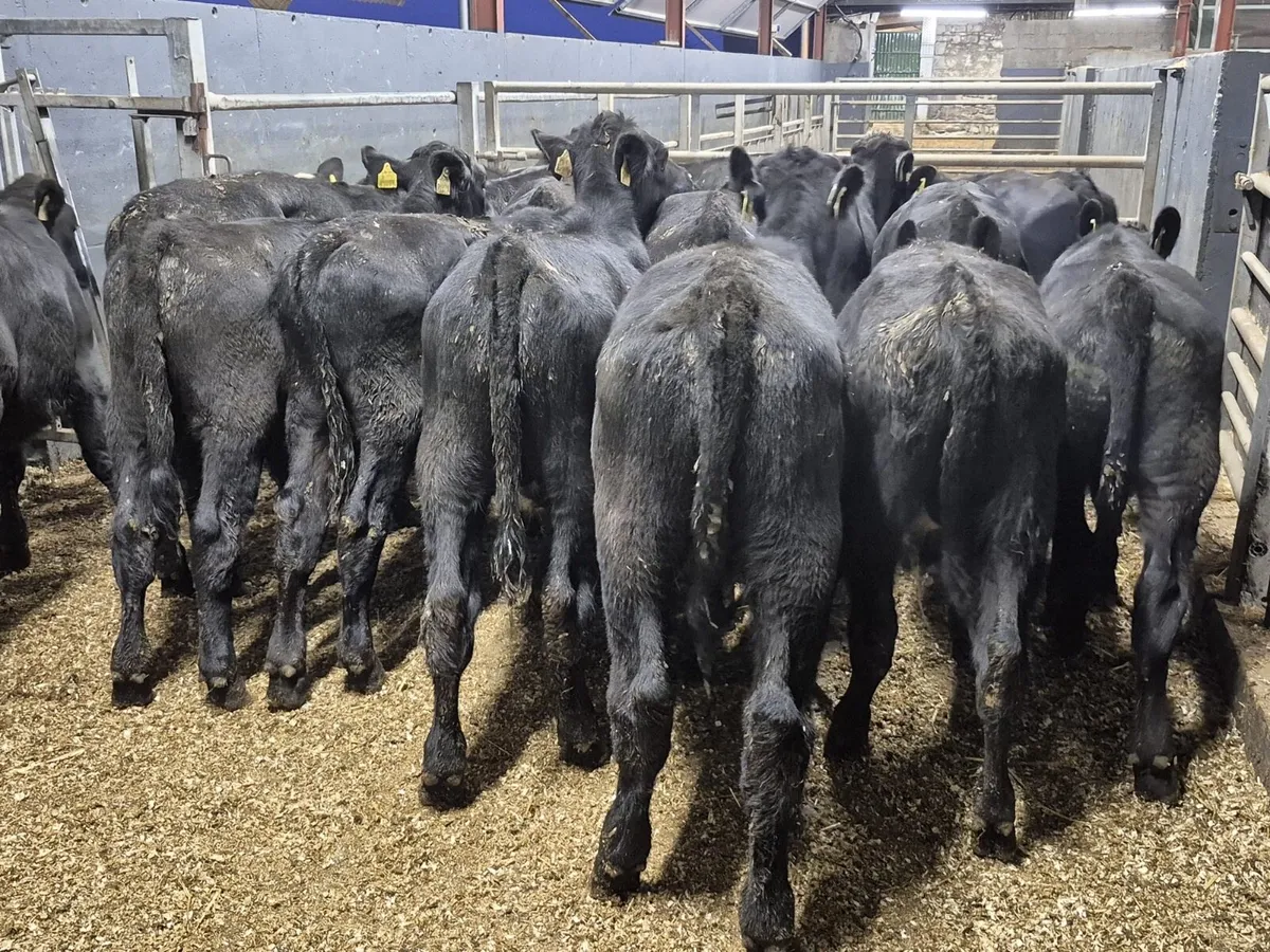 16 Angus Bull Weanlings - Image 2