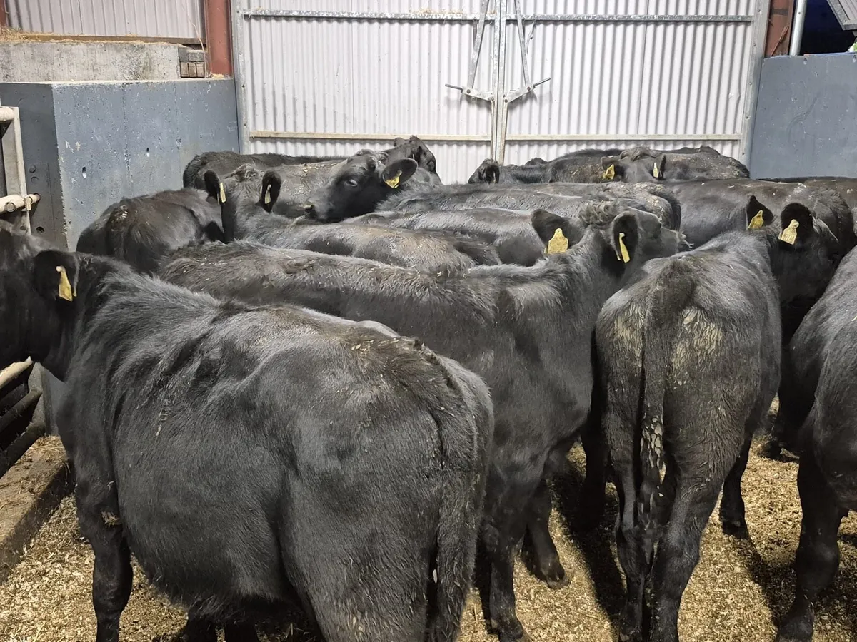 16 Angus Bull Weanlings - Image 3
