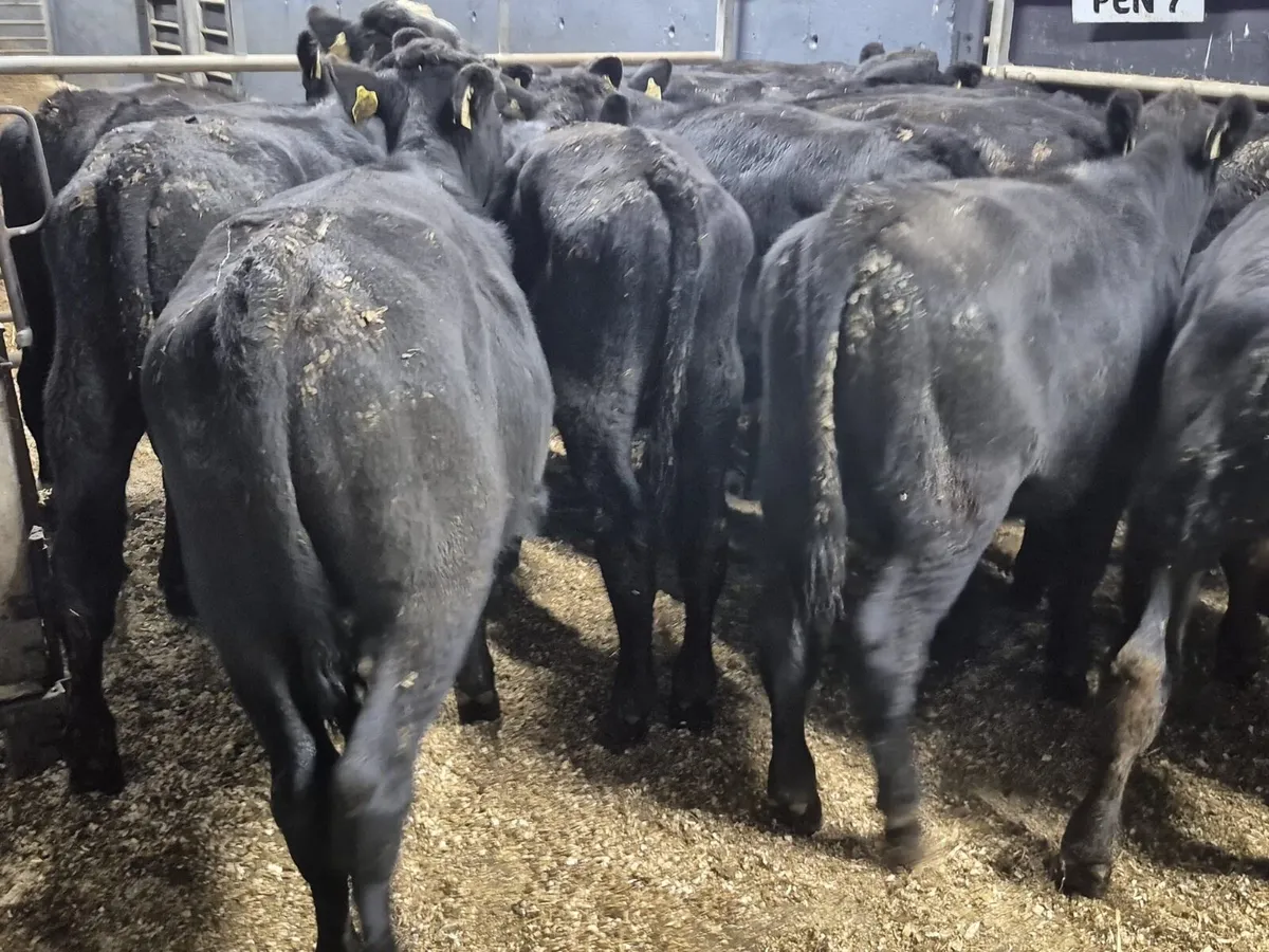 16 Angus Bull Weanlings - Image 4