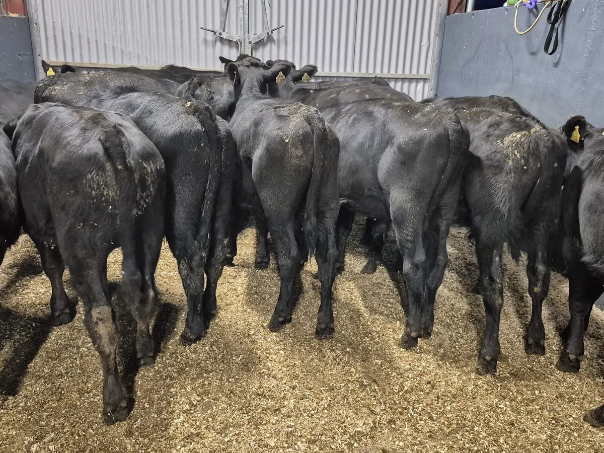 16 Angus Bull Weanlings - Image 1
