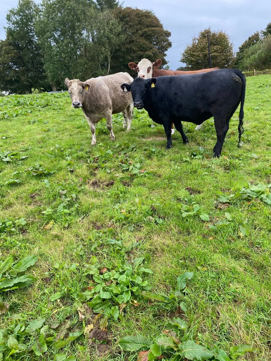 3 x Incalf Heifers - Image 2