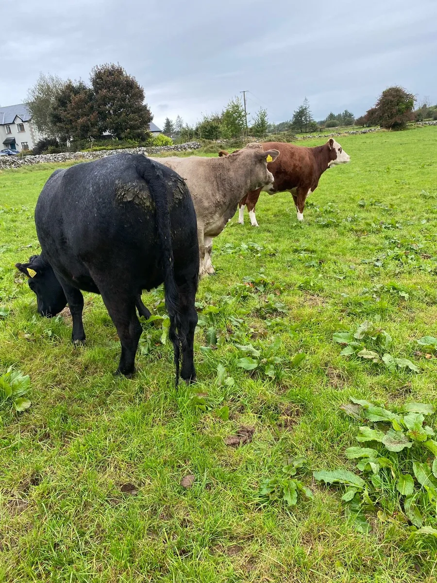 3 x Incalf Heifers - Image 4