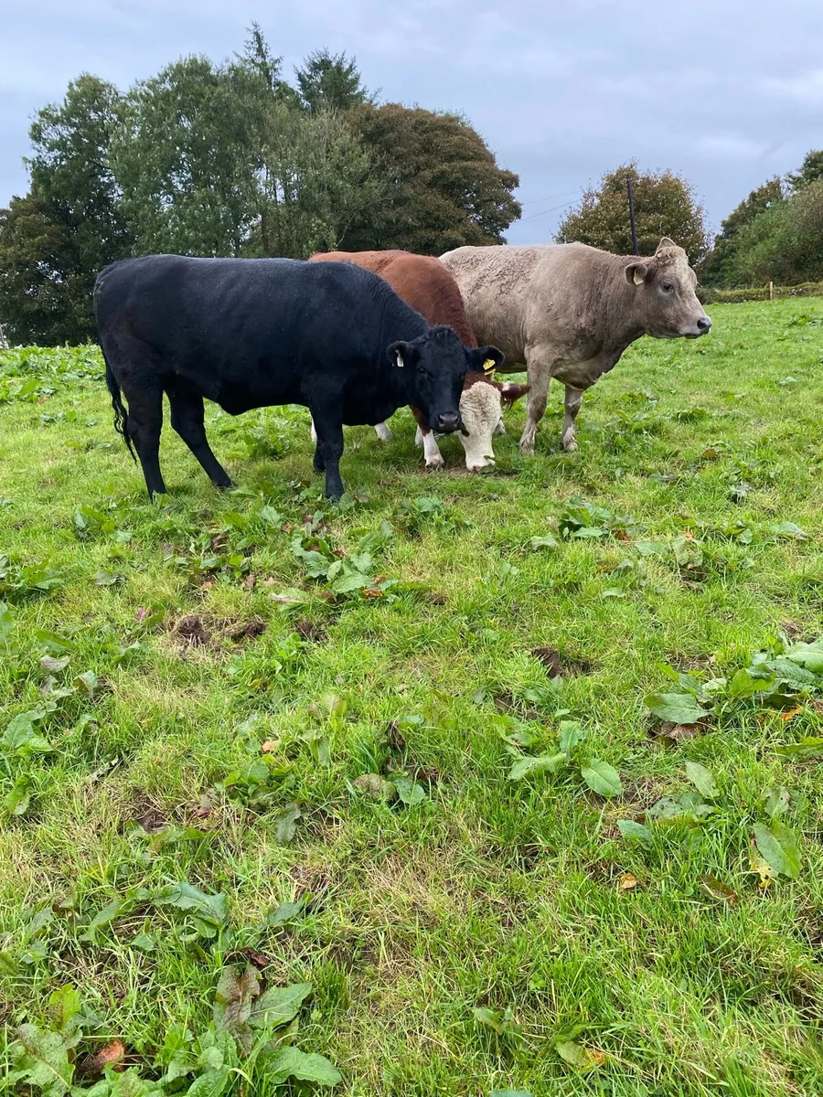 3 x Incalf Heifers - Image 1