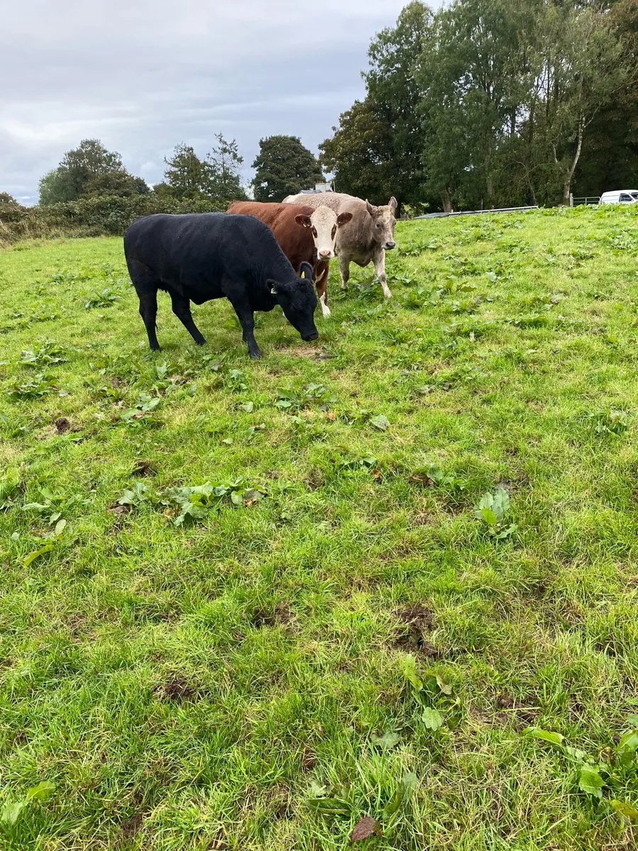 3 x Incalf Heifers - Image 3