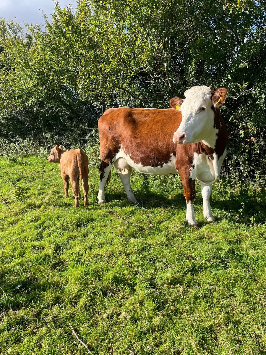 Cow and calf - Image 3