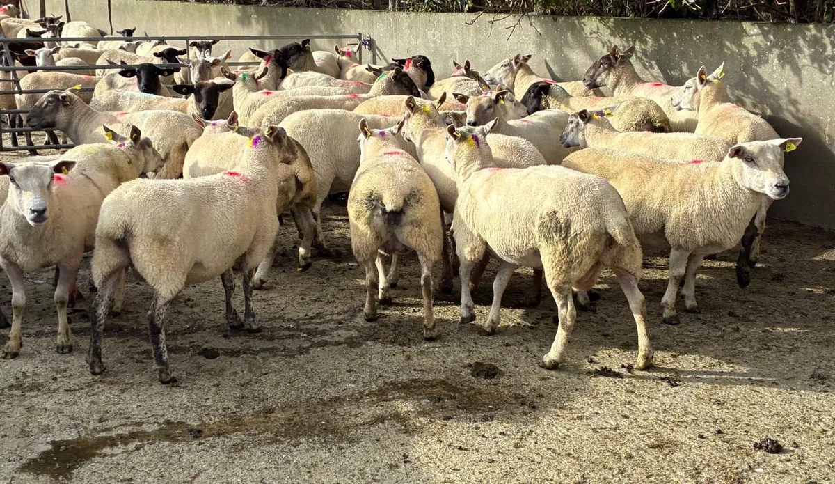 Breeding Ewes for sale in Milford Mart - Image 1